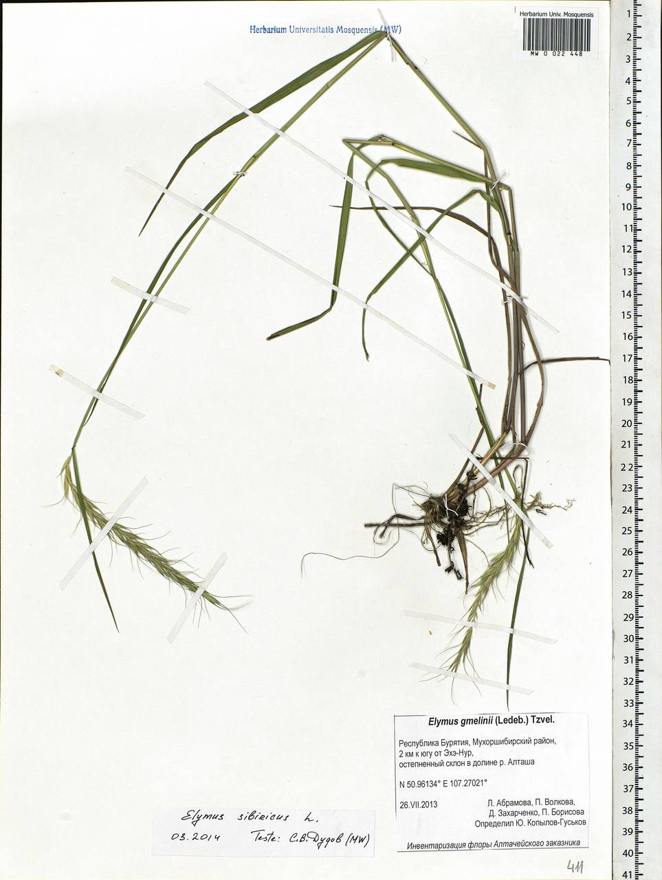 Elymus sibiricus L., Siberia, Baikal & Transbaikal region (S4) (Russia)