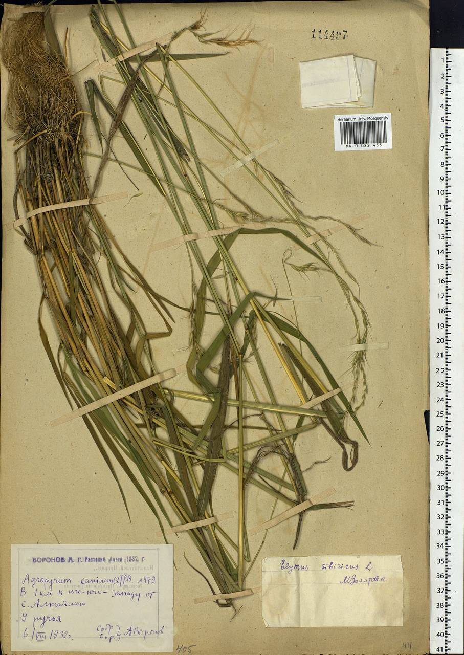 Elymus sibiricus L., Siberia, Western (Kazakhstan) Altai Mountains (S2a) (Kazakhstan)