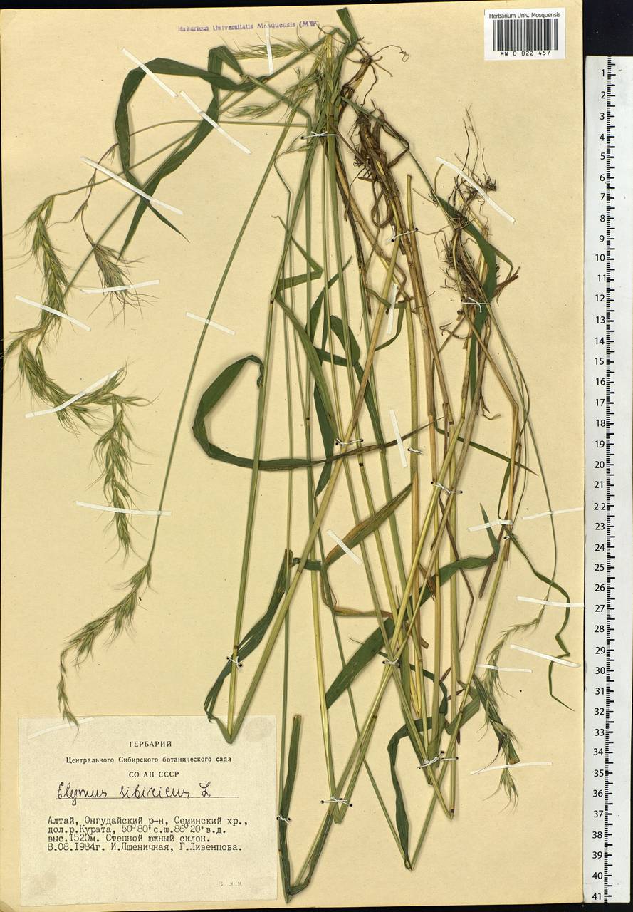Elymus sibiricus L., Siberia, Altai & Sayany Mountains (S2) (Russia)