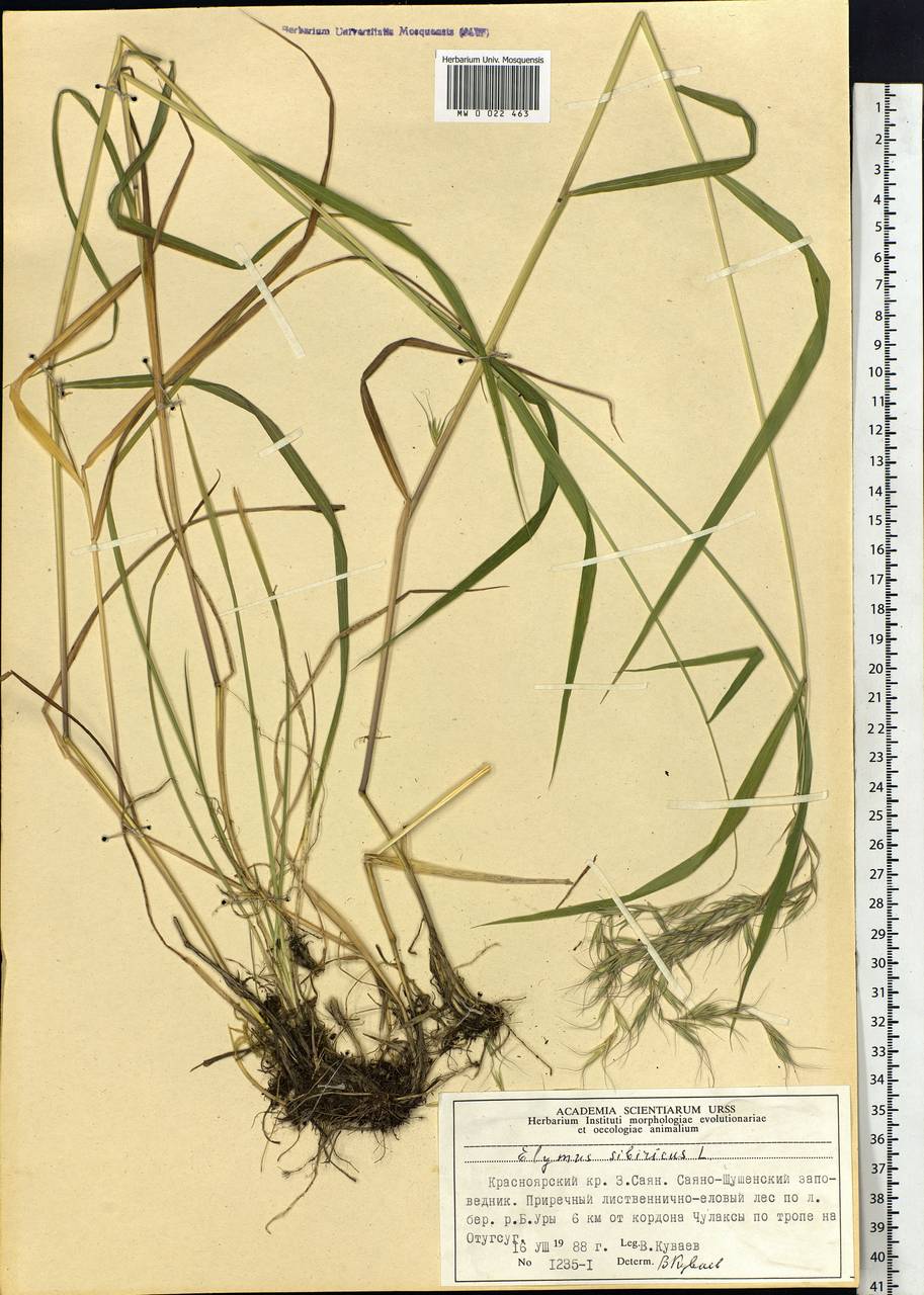 Elymus sibiricus L., Siberia, Altai & Sayany Mountains (S2) (Russia)