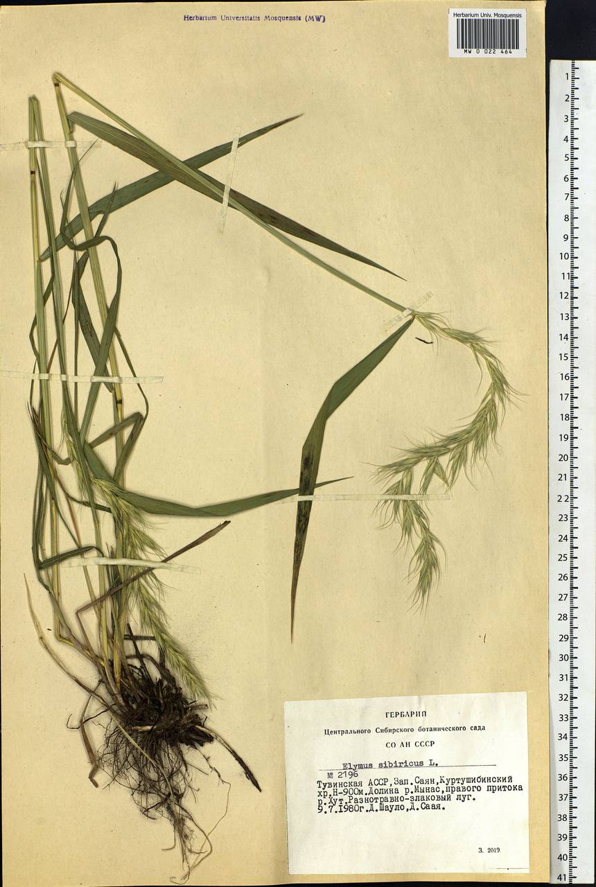 Elymus sibiricus L., Siberia, Altai & Sayany Mountains (S2) (Russia)