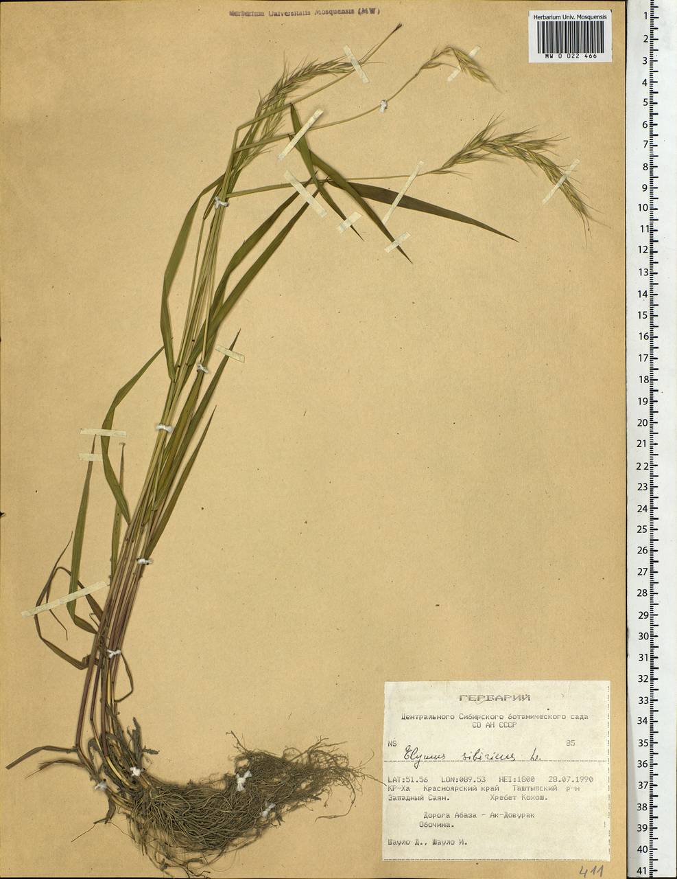Elymus sibiricus L., Siberia, Altai & Sayany Mountains (S2) (Russia)
