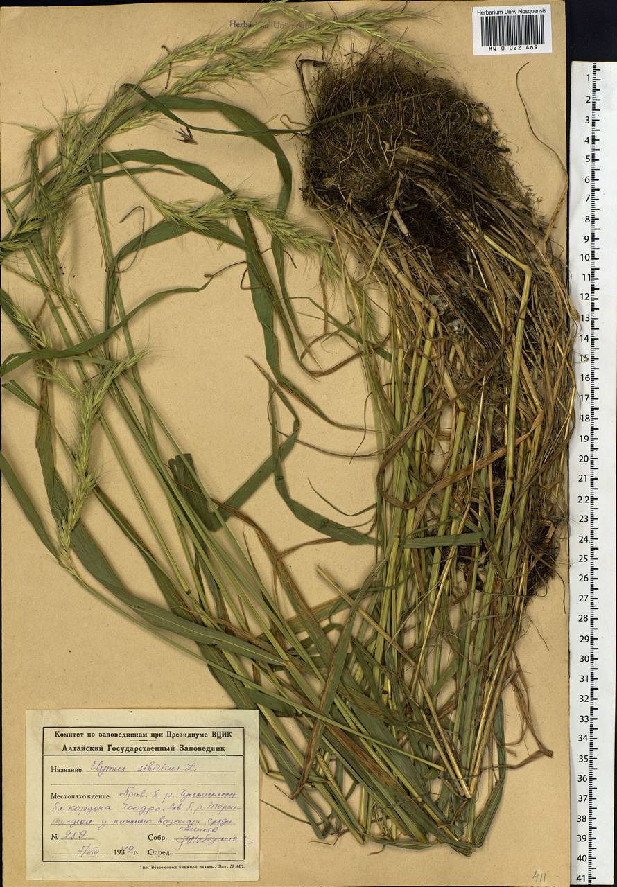 Elymus sibiricus L., Siberia, Altai & Sayany Mountains (S2) (Russia)