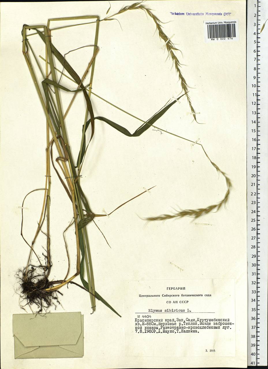 Elymus sibiricus L., Siberia, Altai & Sayany Mountains (S2) (Russia)