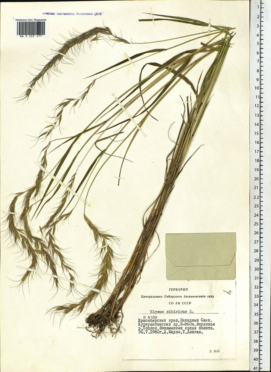 Elymus sibiricus L., Siberia, Altai & Sayany Mountains (S2) (Russia)