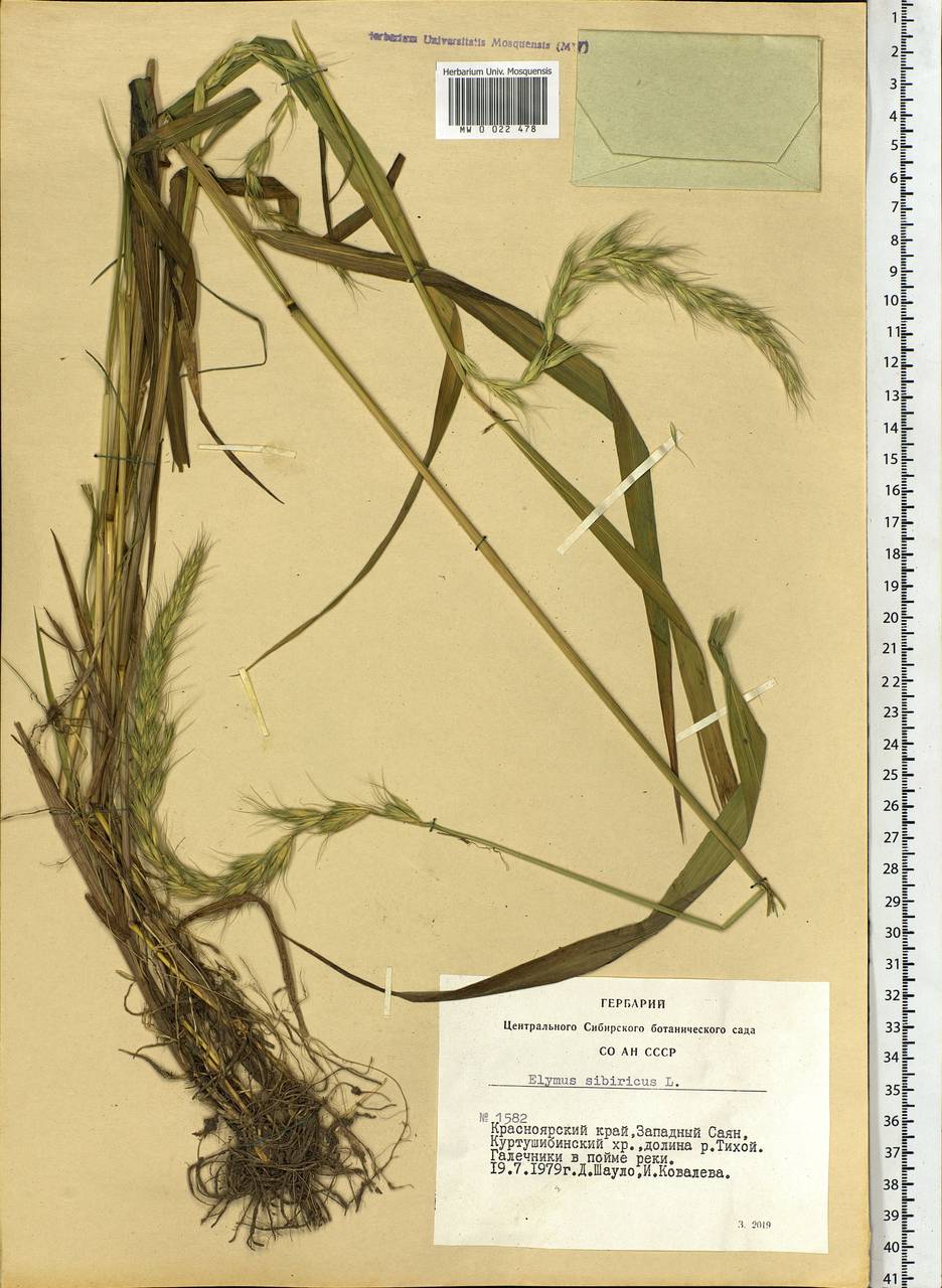 Elymus sibiricus L., Siberia, Altai & Sayany Mountains (S2) (Russia)