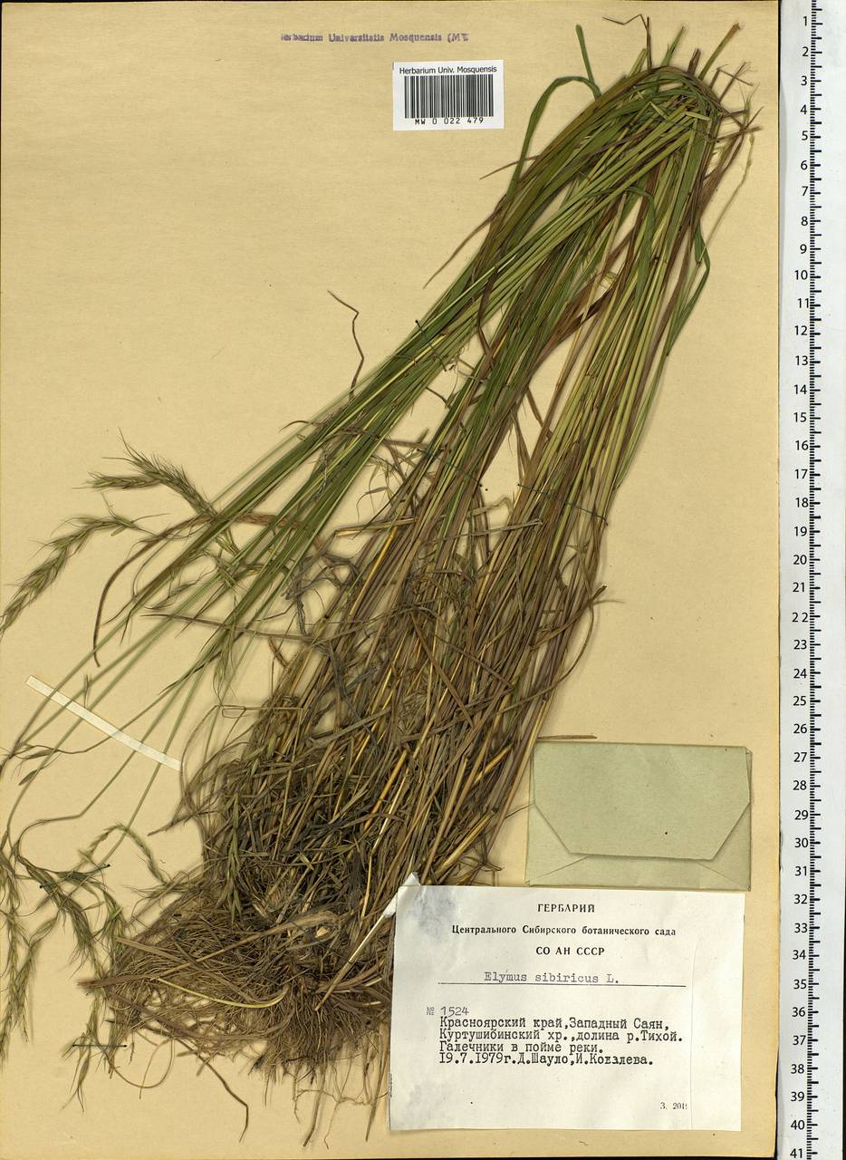 Elymus sibiricus L., Siberia, Altai & Sayany Mountains (S2) (Russia)