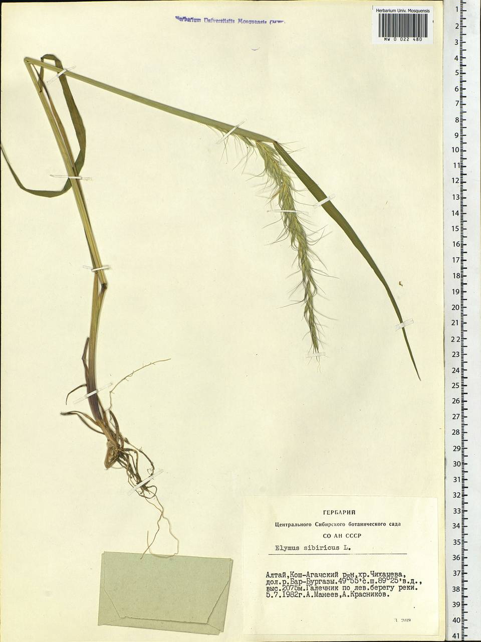 Elymus sibiricus L., Siberia, Altai & Sayany Mountains (S2) (Russia)