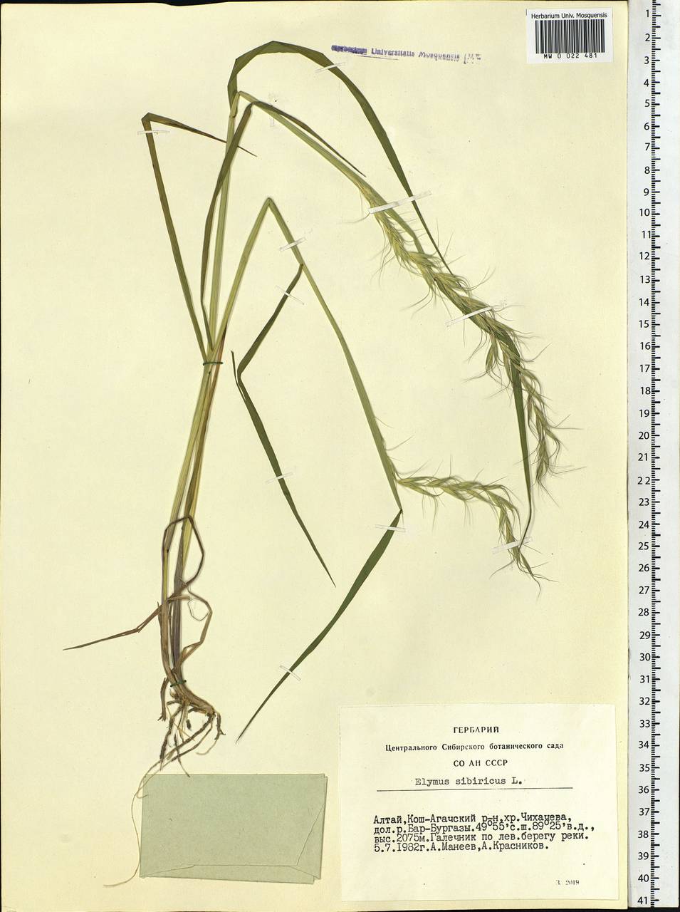 Elymus sibiricus L., Siberia, Altai & Sayany Mountains (S2) (Russia)