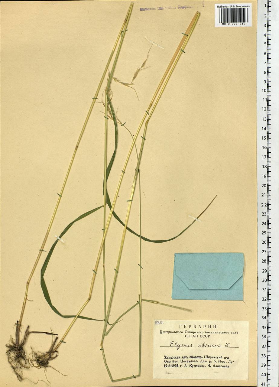 Elymus sibiricus L., Siberia, Altai & Sayany Mountains (S2) (Russia)