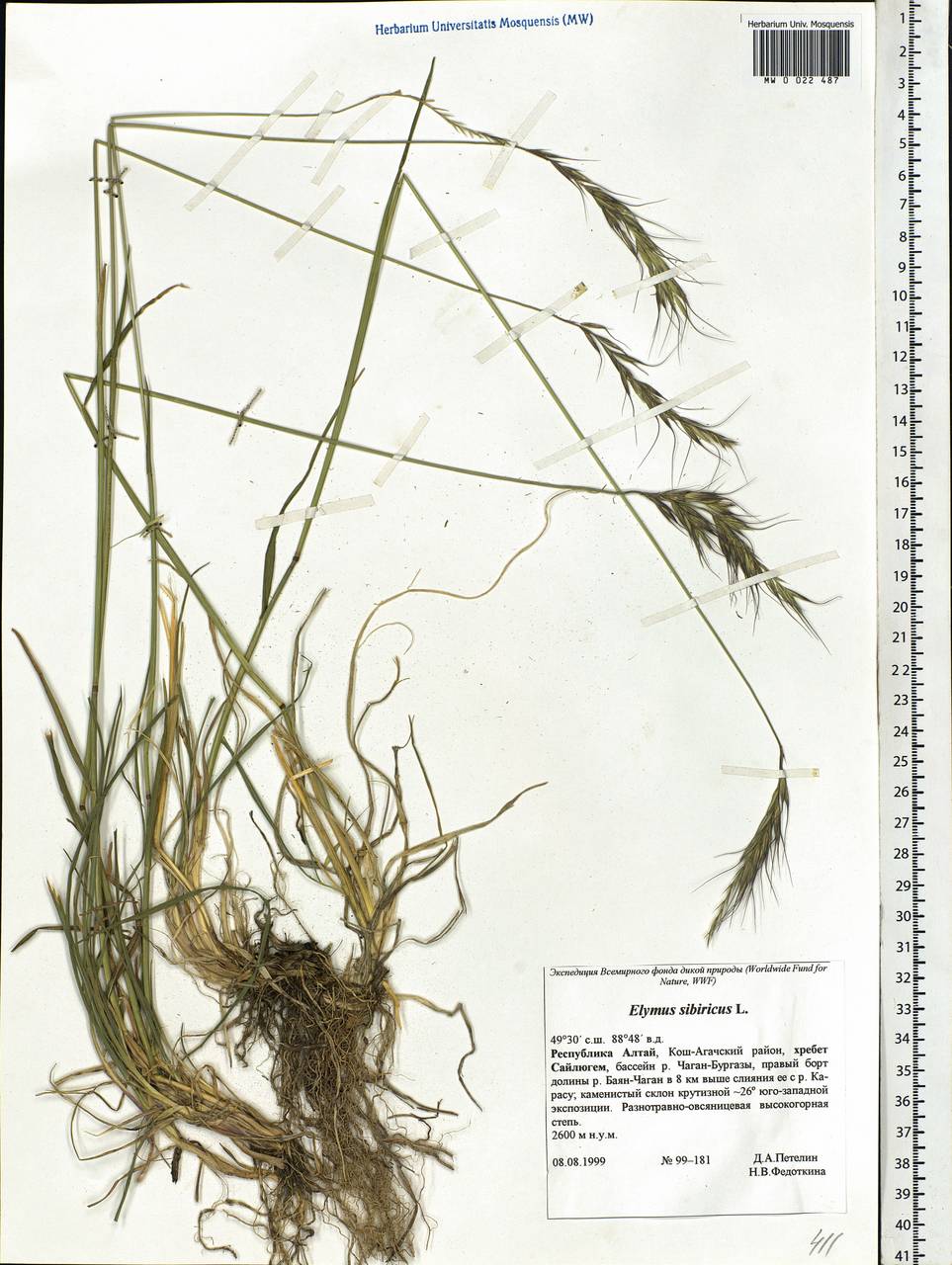 Elymus sibiricus L., Siberia, Altai & Sayany Mountains (S2) (Russia)