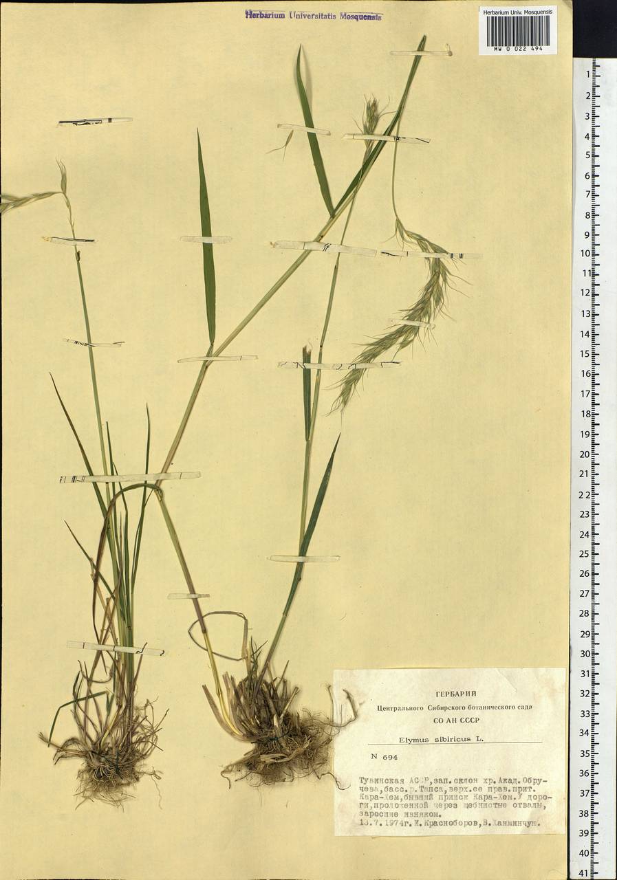 Elymus sibiricus L., Siberia, Altai & Sayany Mountains (S2) (Russia)