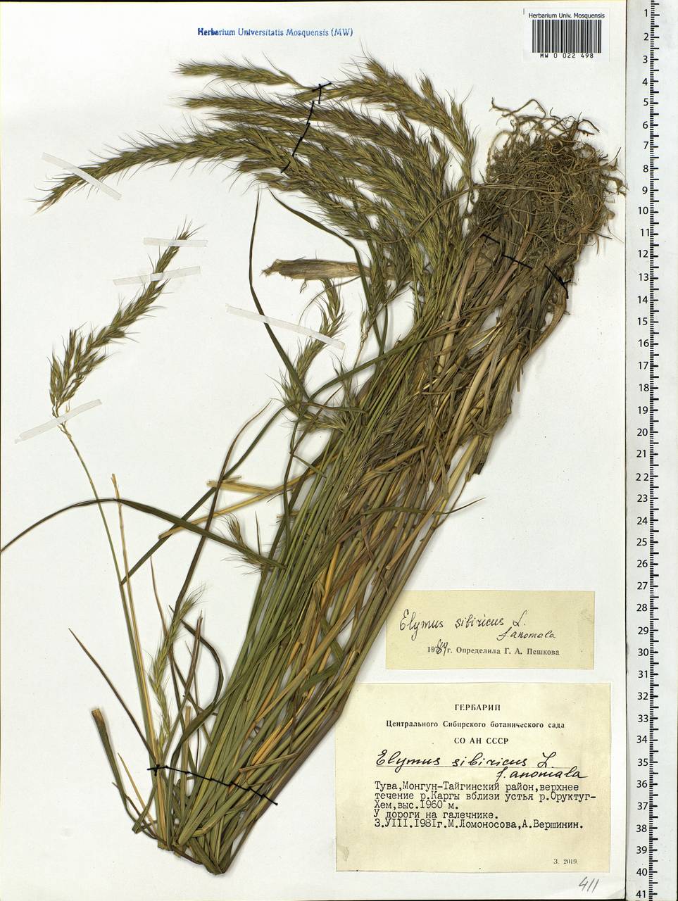 Elymus sibiricus L., Siberia, Altai & Sayany Mountains (S2) (Russia)