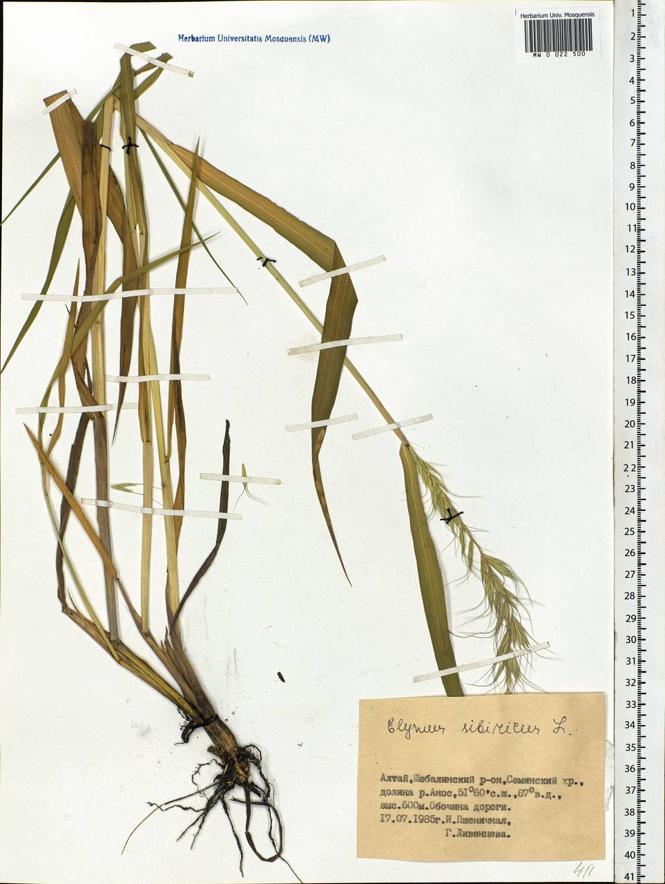 Elymus sibiricus L., Siberia, Altai & Sayany Mountains (S2) (Russia)