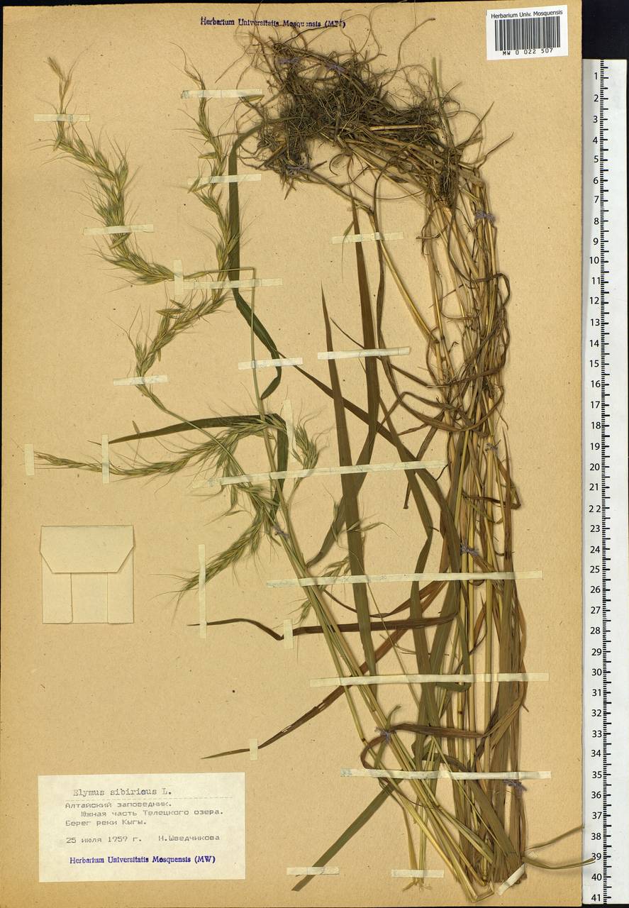 Elymus sibiricus L., Siberia, Altai & Sayany Mountains (S2) (Russia)