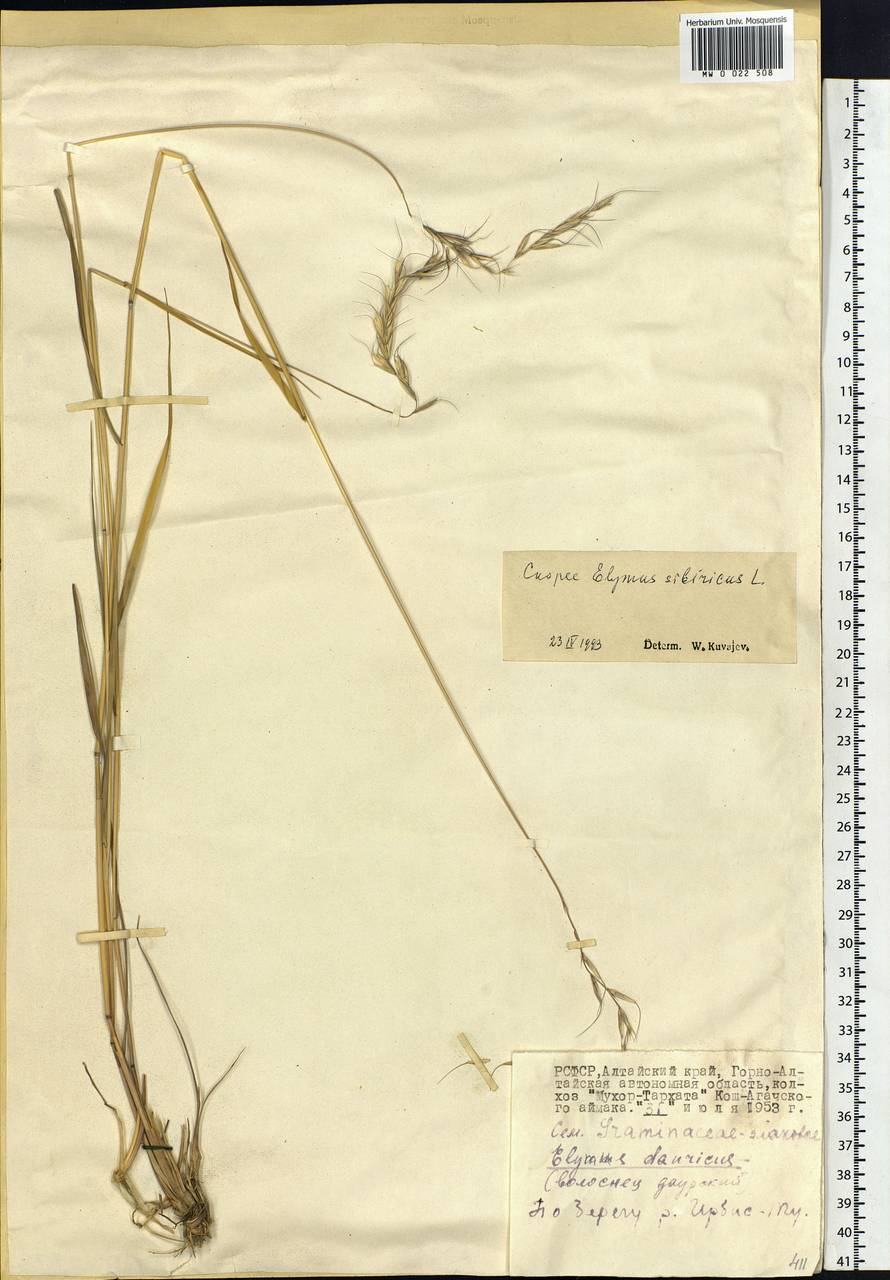 Elymus sibiricus L., Siberia, Altai & Sayany Mountains (S2) (Russia)