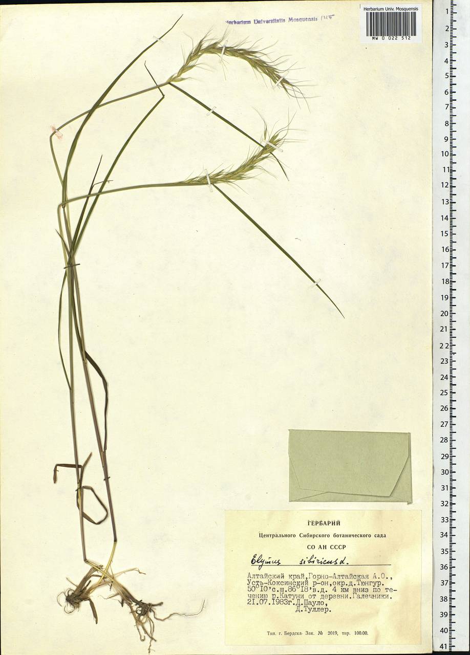Elymus sibiricus L., Siberia, Altai & Sayany Mountains (S2) (Russia)