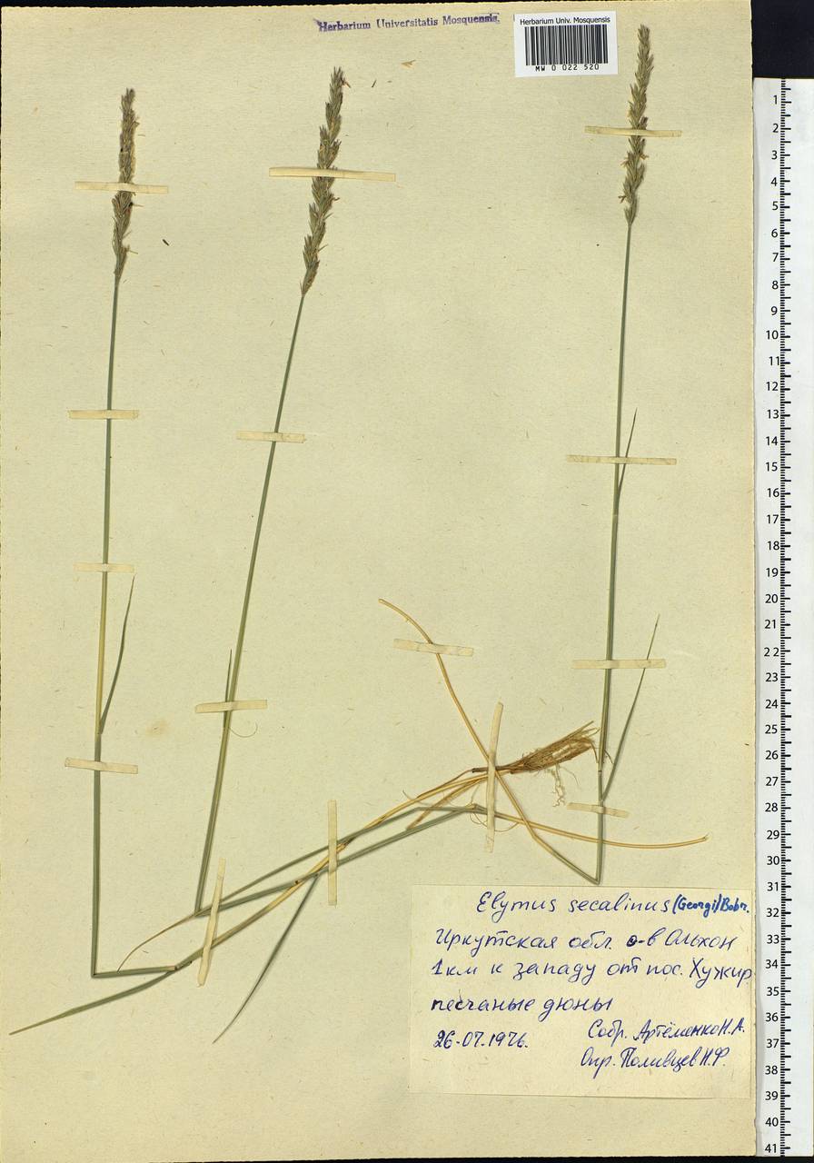 Leymus secalinus (Georgi) Tzvelev, Siberia, Baikal & Transbaikal region (S4) (Russia)