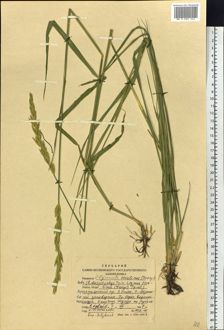 Leymus secalinus (Georgi) Tzvelev, Siberia, Altai & Sayany Mountains (S2) (Russia)