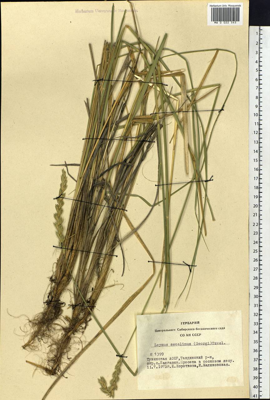 Leymus secalinus (Georgi) Tzvelev, Siberia, Altai & Sayany Mountains (S2) (Russia)