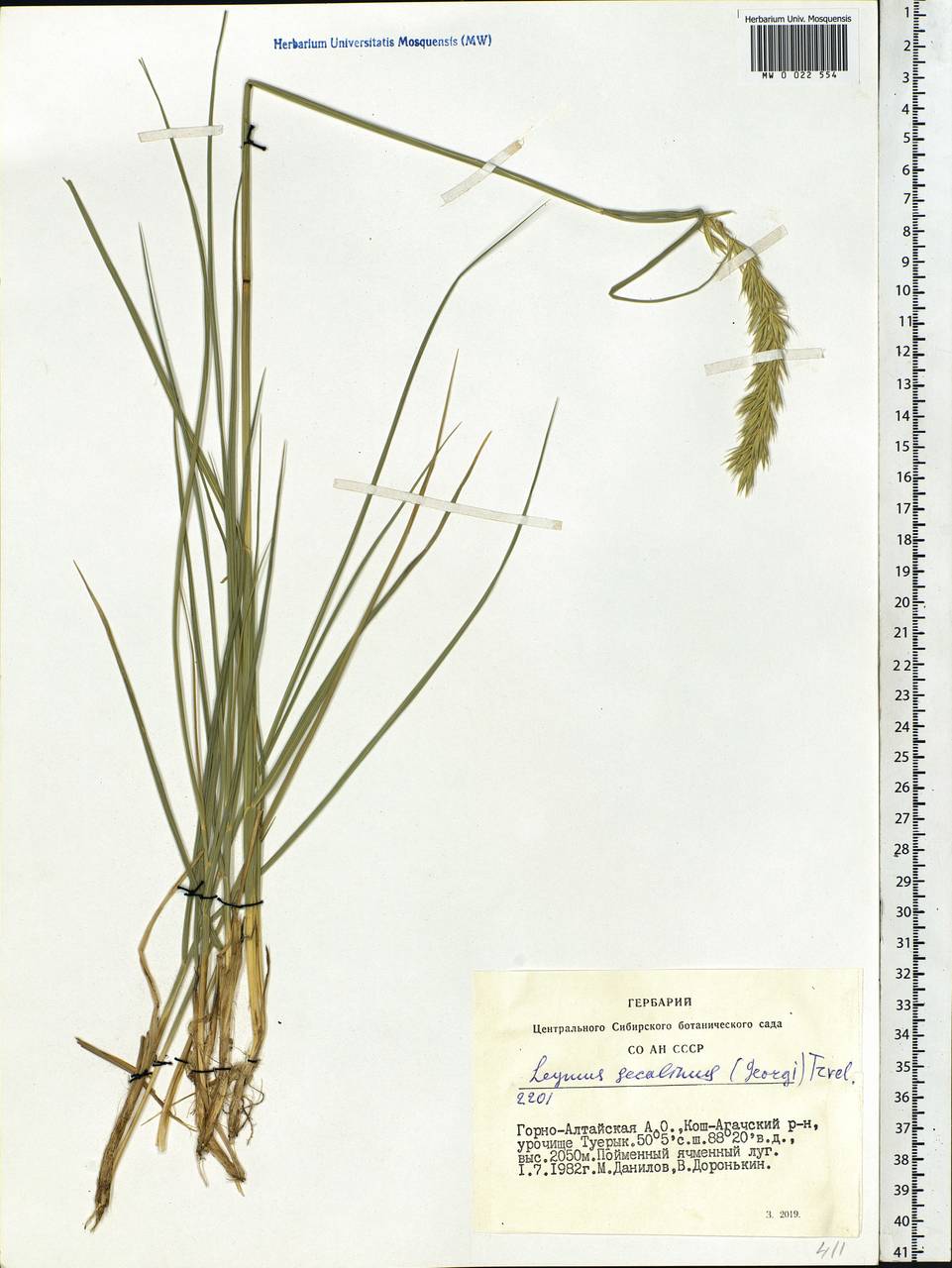 Leymus secalinus (Georgi) Tzvelev, Siberia, Altai & Sayany Mountains (S2) (Russia)