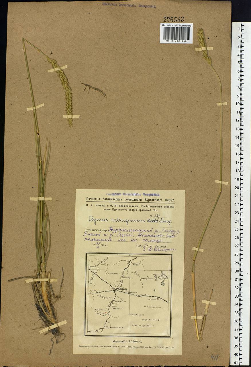 Leymus paboanus (Claus) Pilg., Siberia, Western Siberia (S1) (Russia)