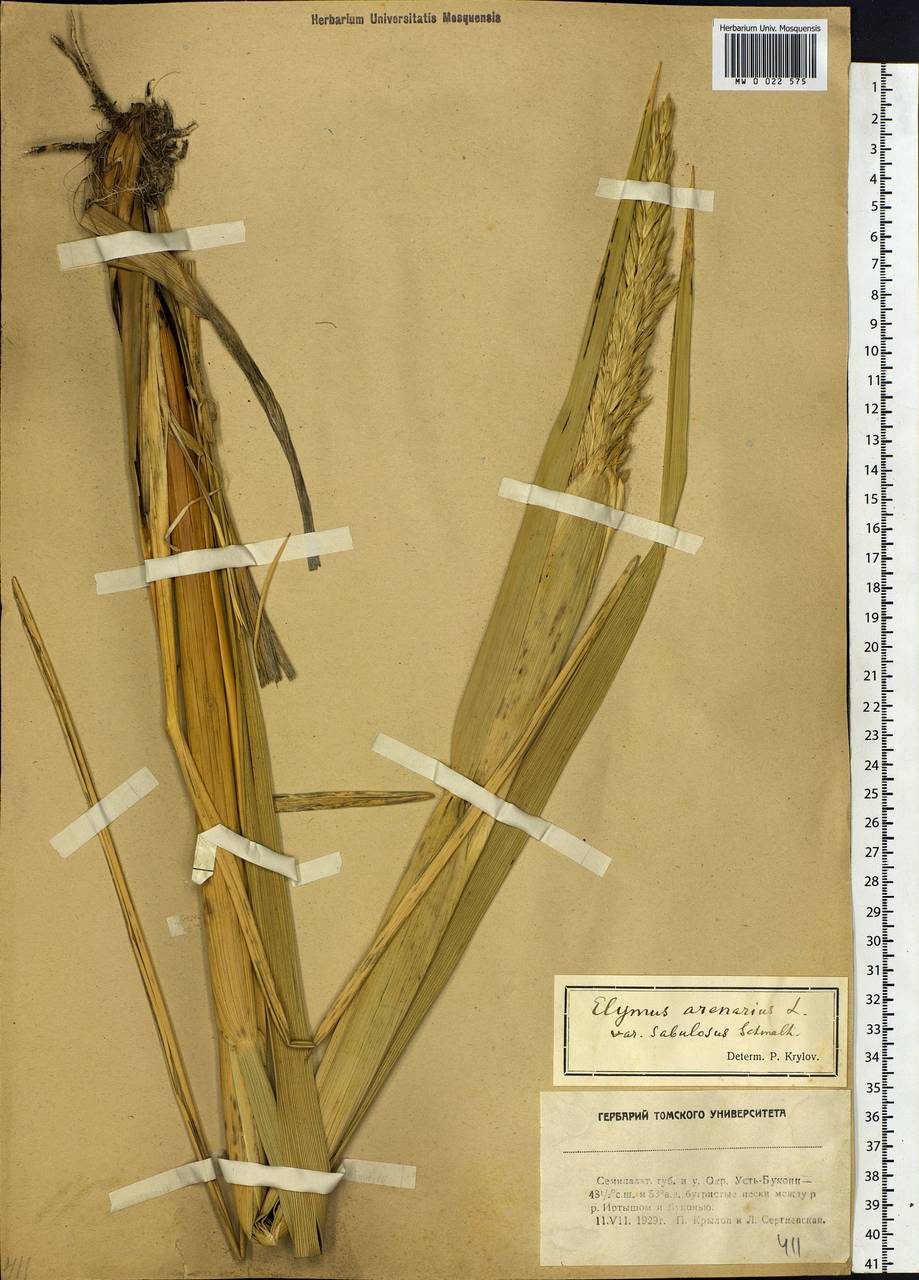 Leymus racemosus (Lam.) Tzvelev, Middle Asia, Muyunkumy, Balkhash & Betpak-Dala (M9) (Kazakhstan)