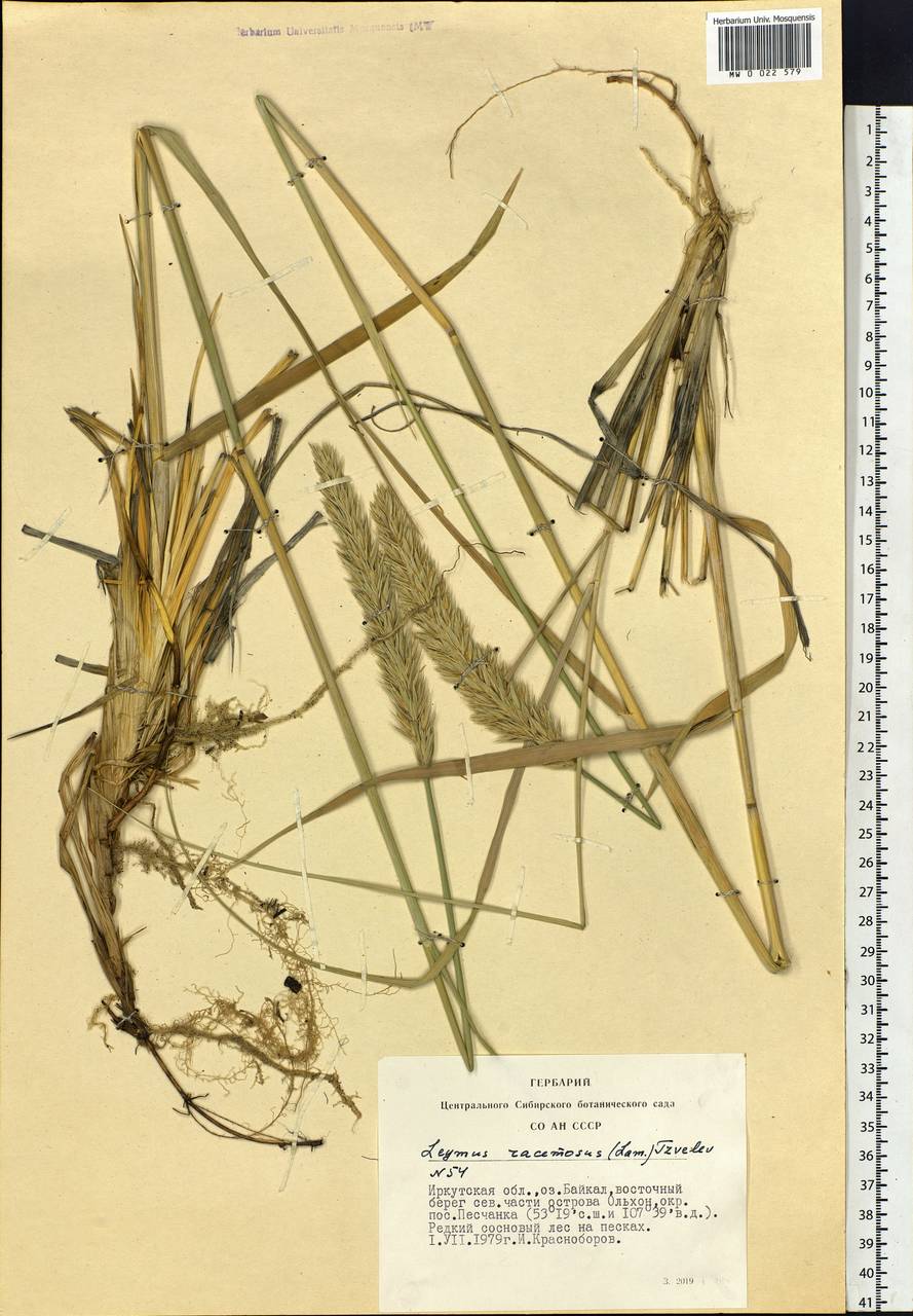 Leymus racemosus (Lam.) Tzvelev, Siberia, Baikal & Transbaikal region (S4) (Russia)