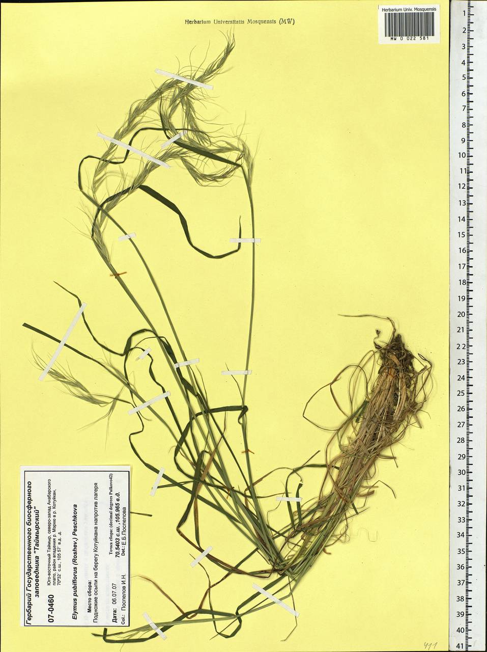 Elymus confusus (Roshev.) Tzvelev, Siberia, Central Siberia (S3) (Russia)