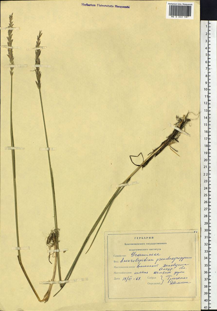 Leymus chinensis (Trin.) Tzvelev, Siberia, Russian Far East (S6) (Russia)