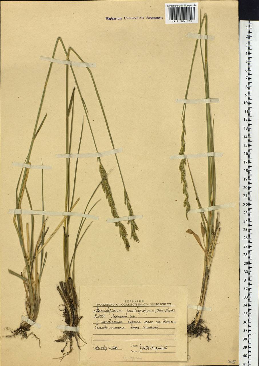 Leymus chinensis (Trin.) Tzvelev, Siberia, Yakutia (S5) (Russia)