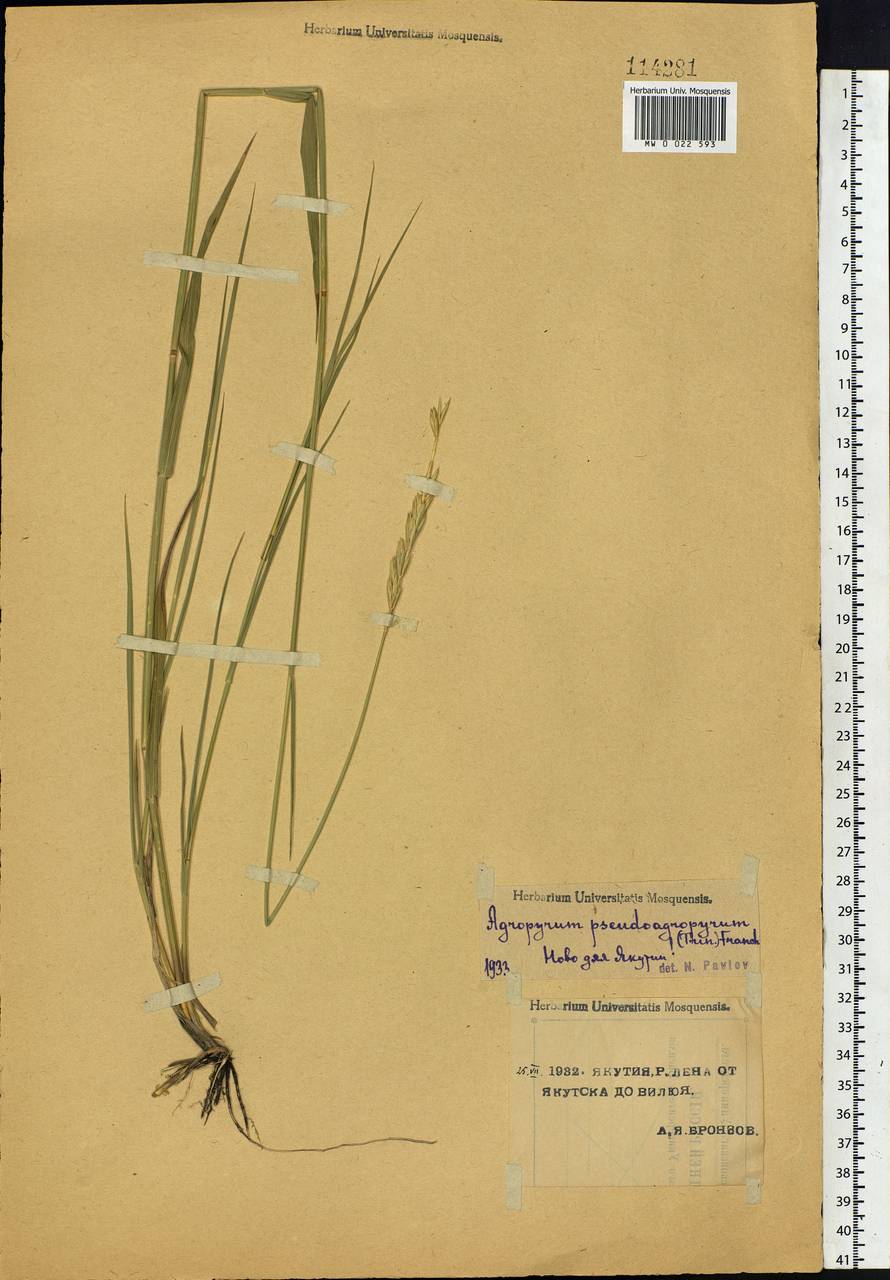 Leymus chinensis (Trin.) Tzvelev, Siberia, Yakutia (S5) (Russia)
