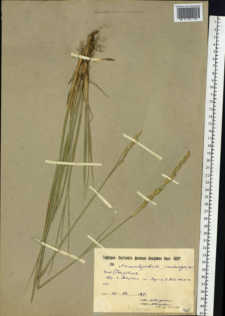 Leymus chinensis (Trin.) Tzvelev, Siberia, Yakutia (S5) (Russia)