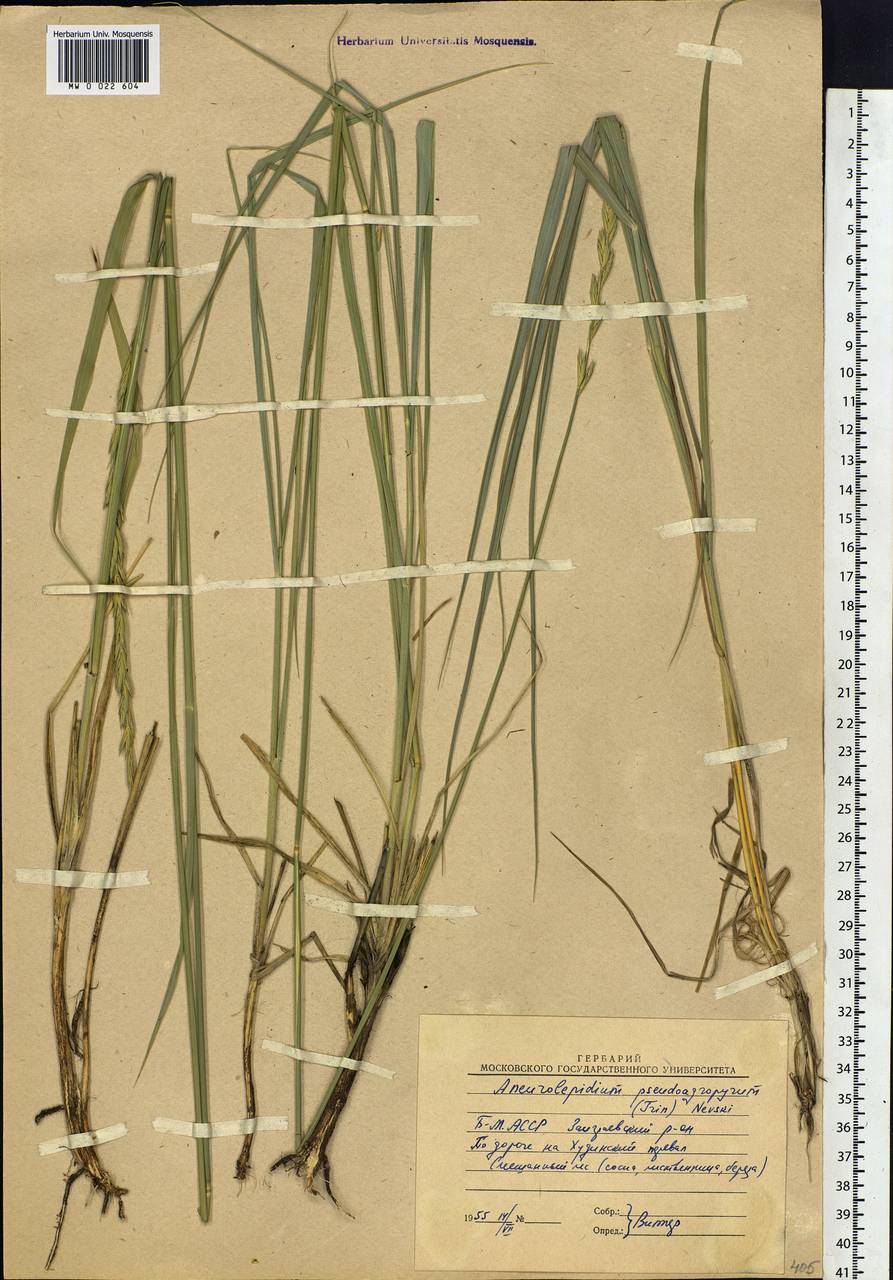 Leymus chinensis (Trin.) Tzvelev, Siberia, Baikal & Transbaikal region (S4) (Russia)