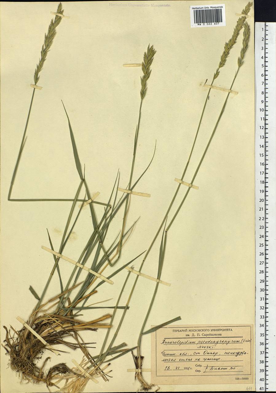 Leymus chinensis (Trin.) Tzvelev, Siberia, Baikal & Transbaikal region (S4) (Russia)