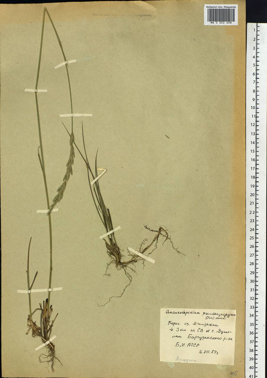 Leymus chinensis (Trin.) Tzvelev, Siberia, Baikal & Transbaikal region (S4) (Russia)