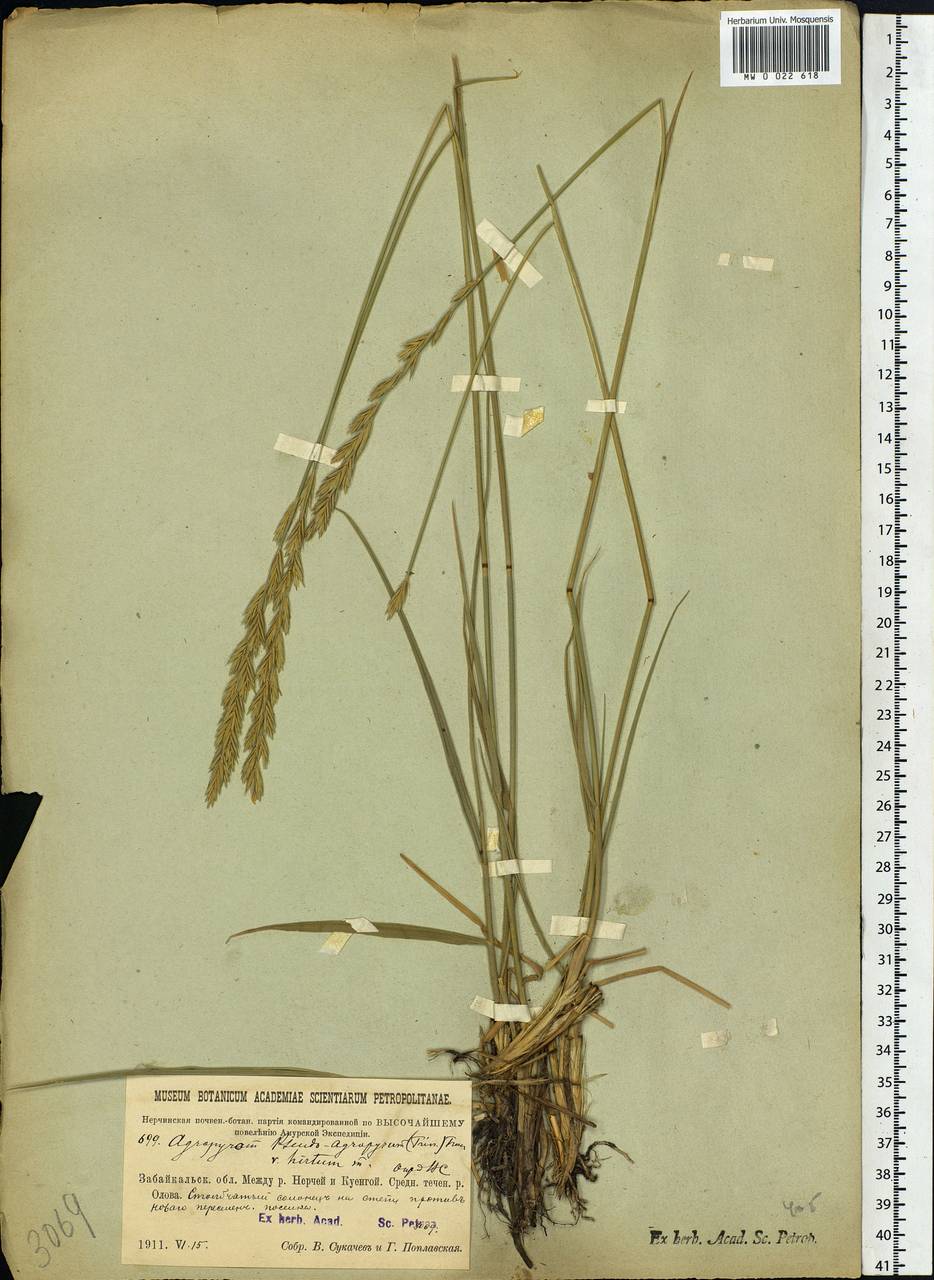Leymus chinensis (Trin.) Tzvelev, Siberia, Baikal & Transbaikal region (S4) (Russia)