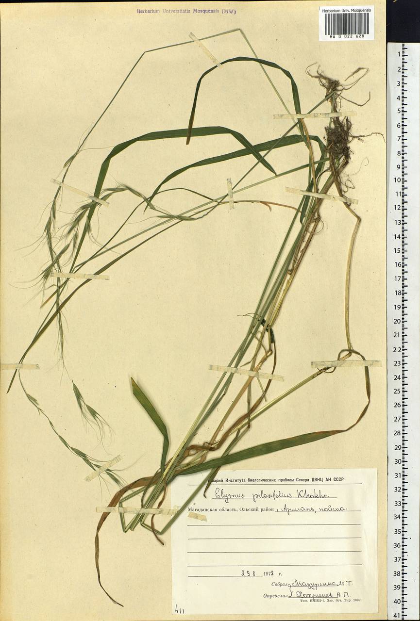Elymus confusus (Roshev.) Tzvelev, Siberia, Chukotka & Kamchatka (S7) (Russia)