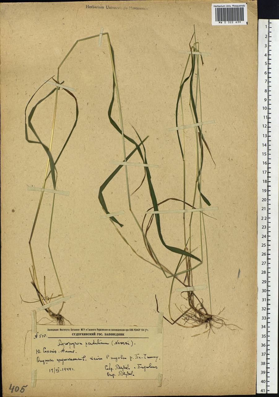 Elymus pendulinus (Nevski) Tzvelev, Siberia, Russian Far East (S6) (Russia)