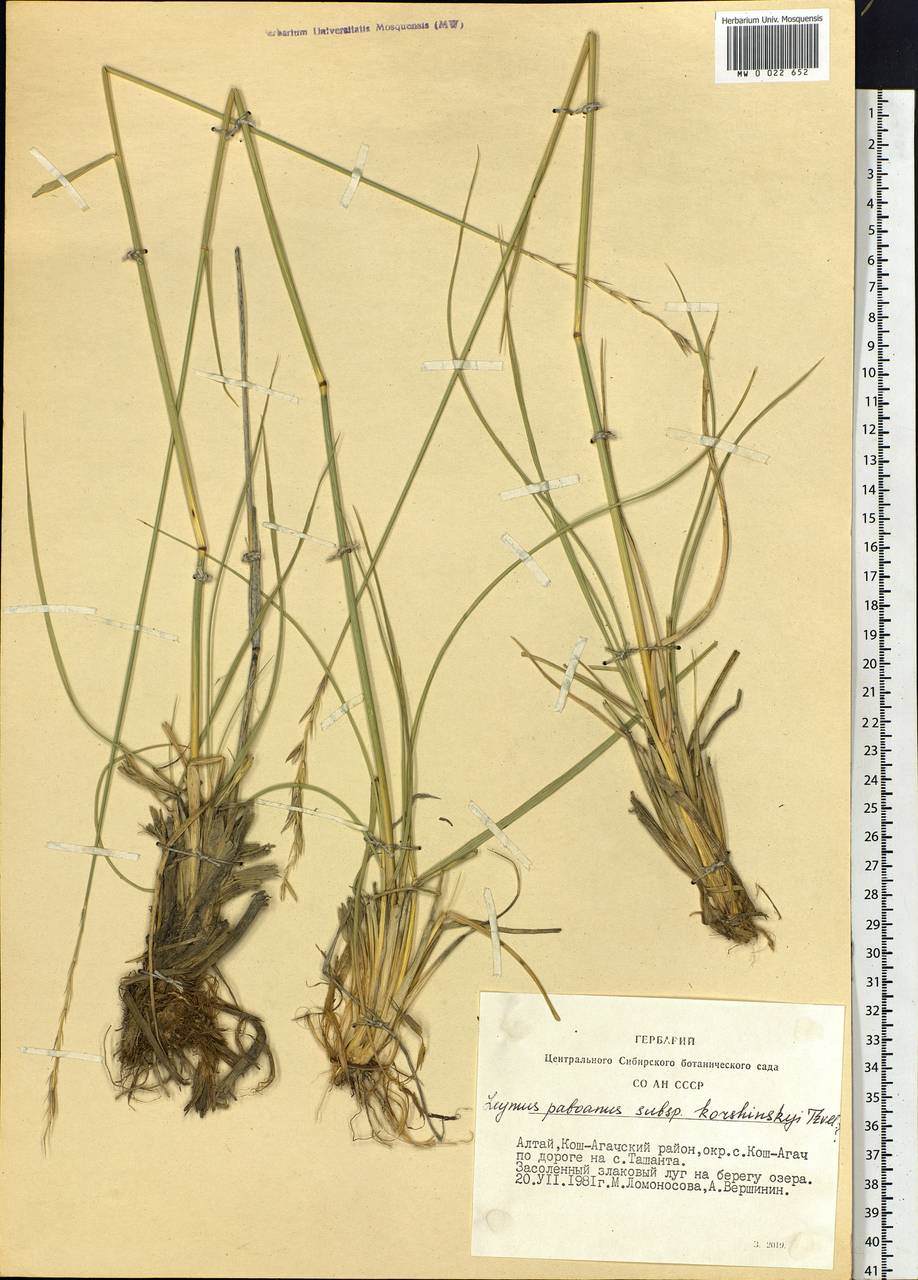 Leymus paboanus (Claus) Pilg., Siberia, Altai & Sayany Mountains (S2) (Russia)