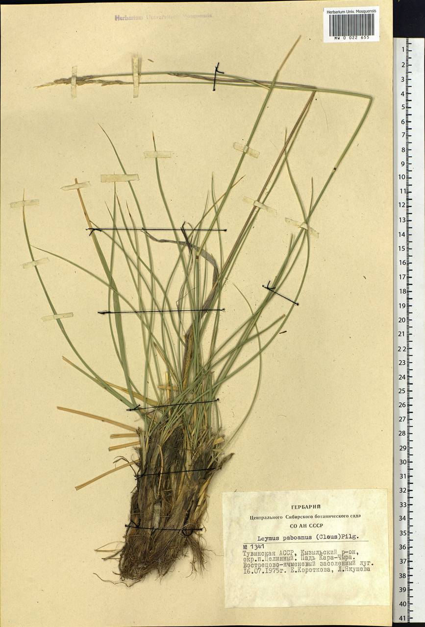Leymus paboanus (Claus) Pilg., Siberia, Altai & Sayany Mountains (S2) (Russia)
