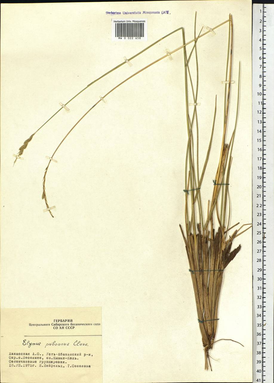 Leymus paboanus (Claus) Pilg., Siberia, Altai & Sayany Mountains (S2) (Russia)