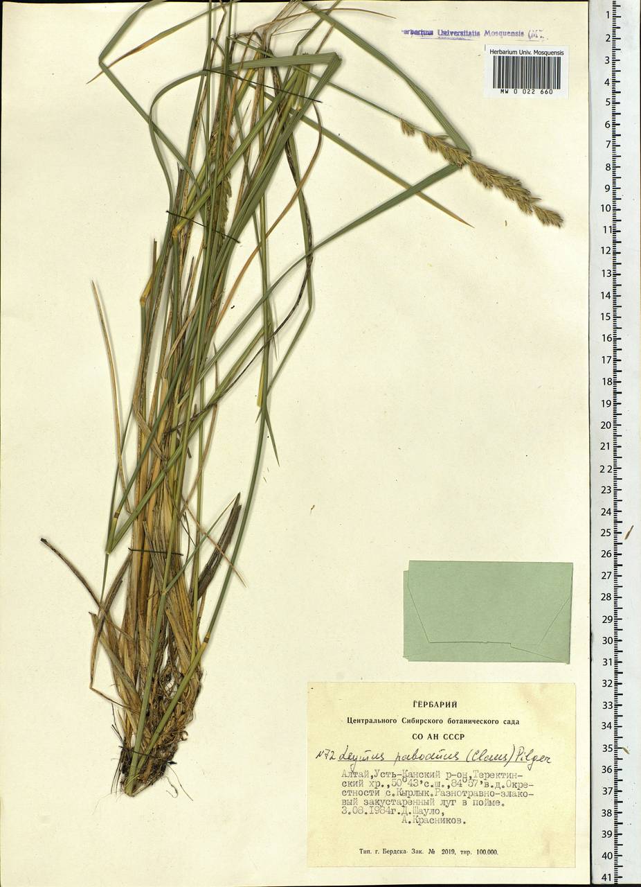 Leymus paboanus (Claus) Pilg., Siberia, Altai & Sayany Mountains (S2) (Russia)