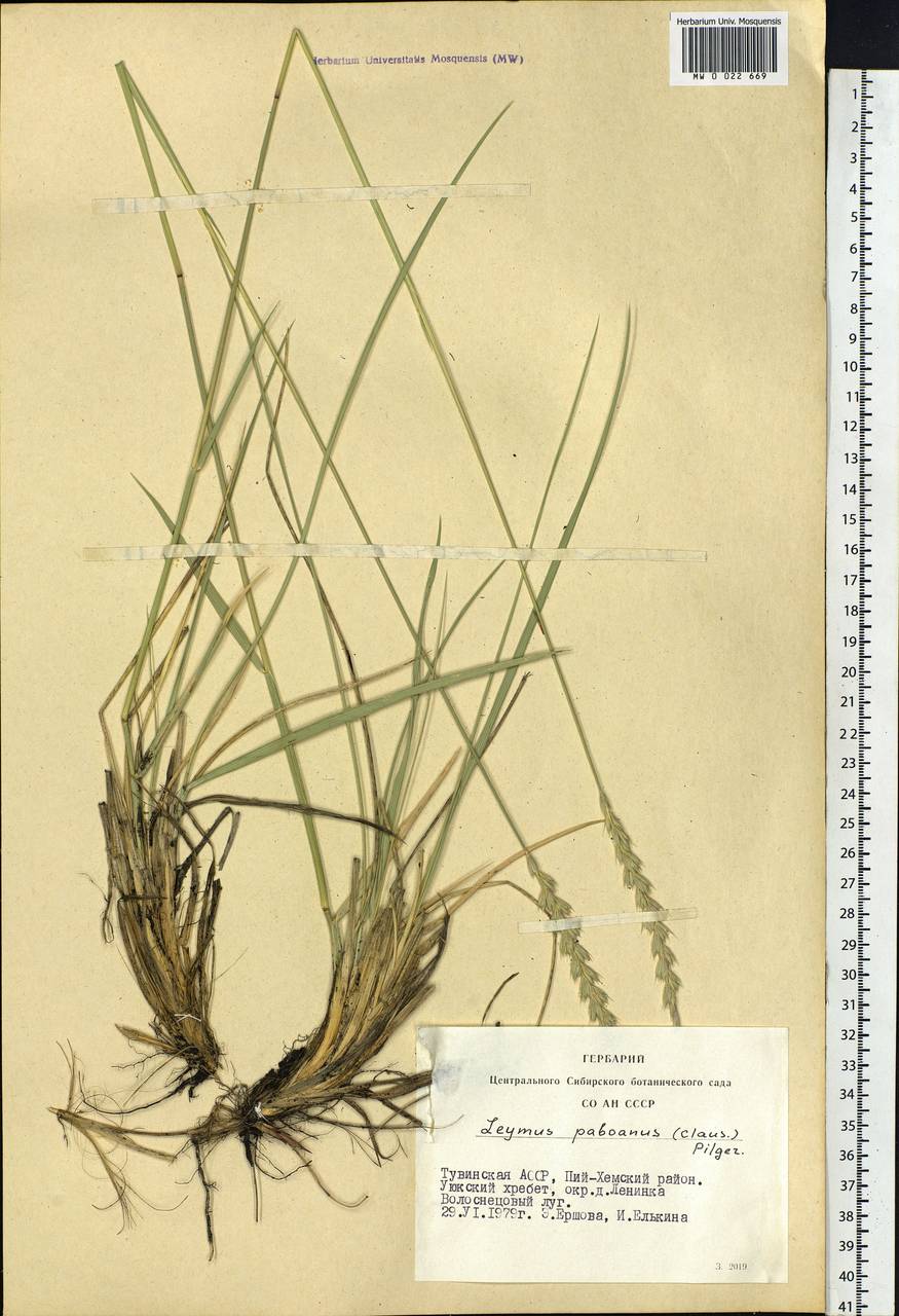 Leymus paboanus (Claus) Pilg., Siberia, Altai & Sayany Mountains (S2) (Russia)