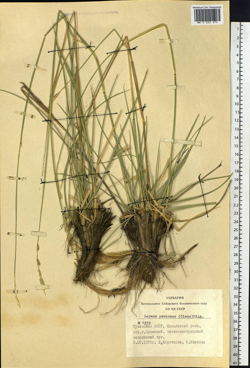 Leymus paboanus (Claus) Pilg., Siberia, Altai & Sayany Mountains (S2) (Russia)
