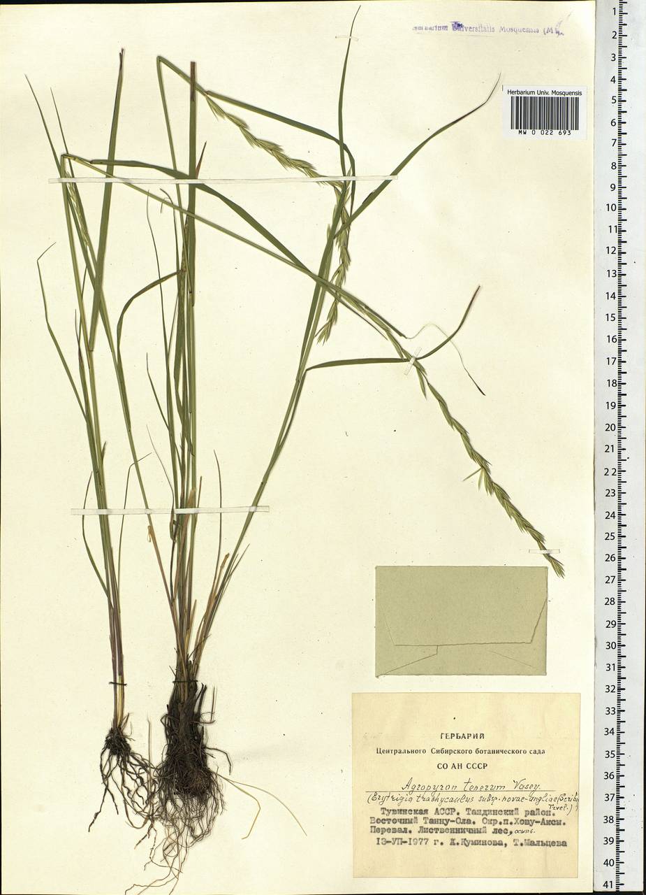 Elymus violaceus (Hornem.) J.Feilberg, Siberia, Altai & Sayany Mountains (S2) (Russia)