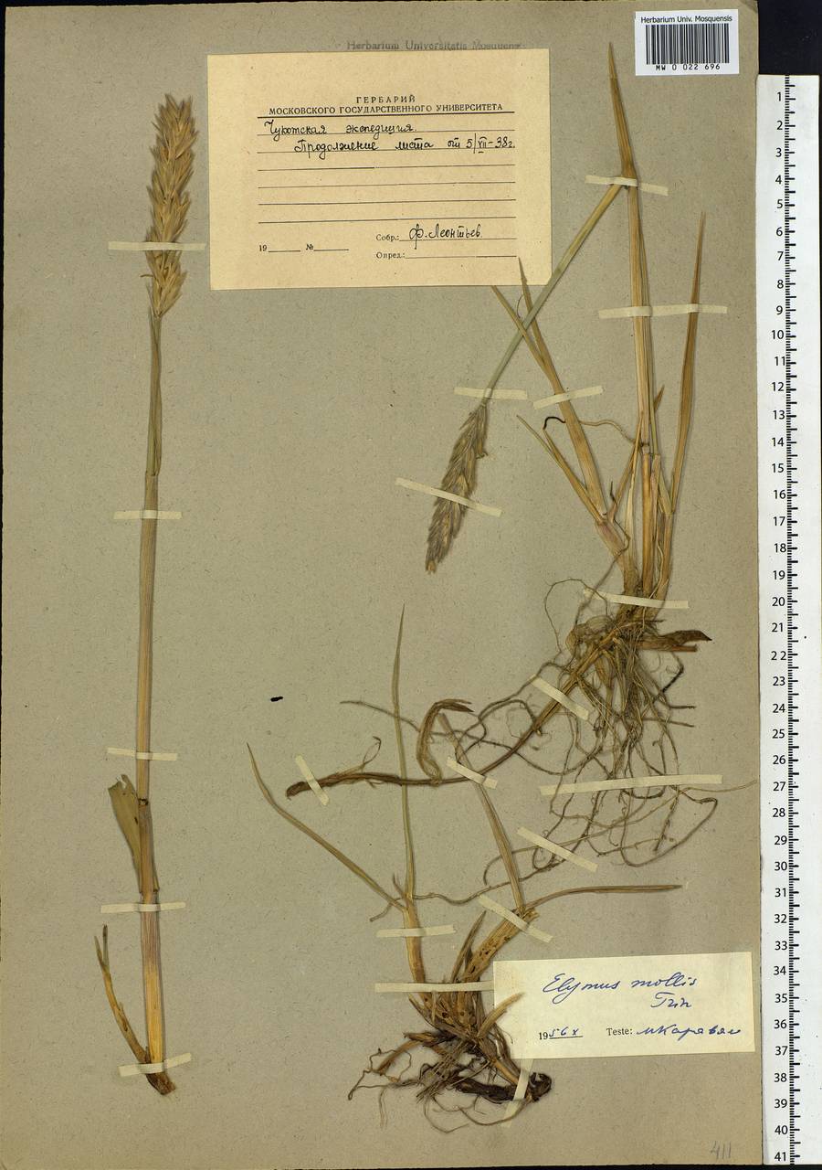 Leymus mollis (Trin.) Pilg., Siberia, Chukotka & Kamchatka (S7) (Russia)