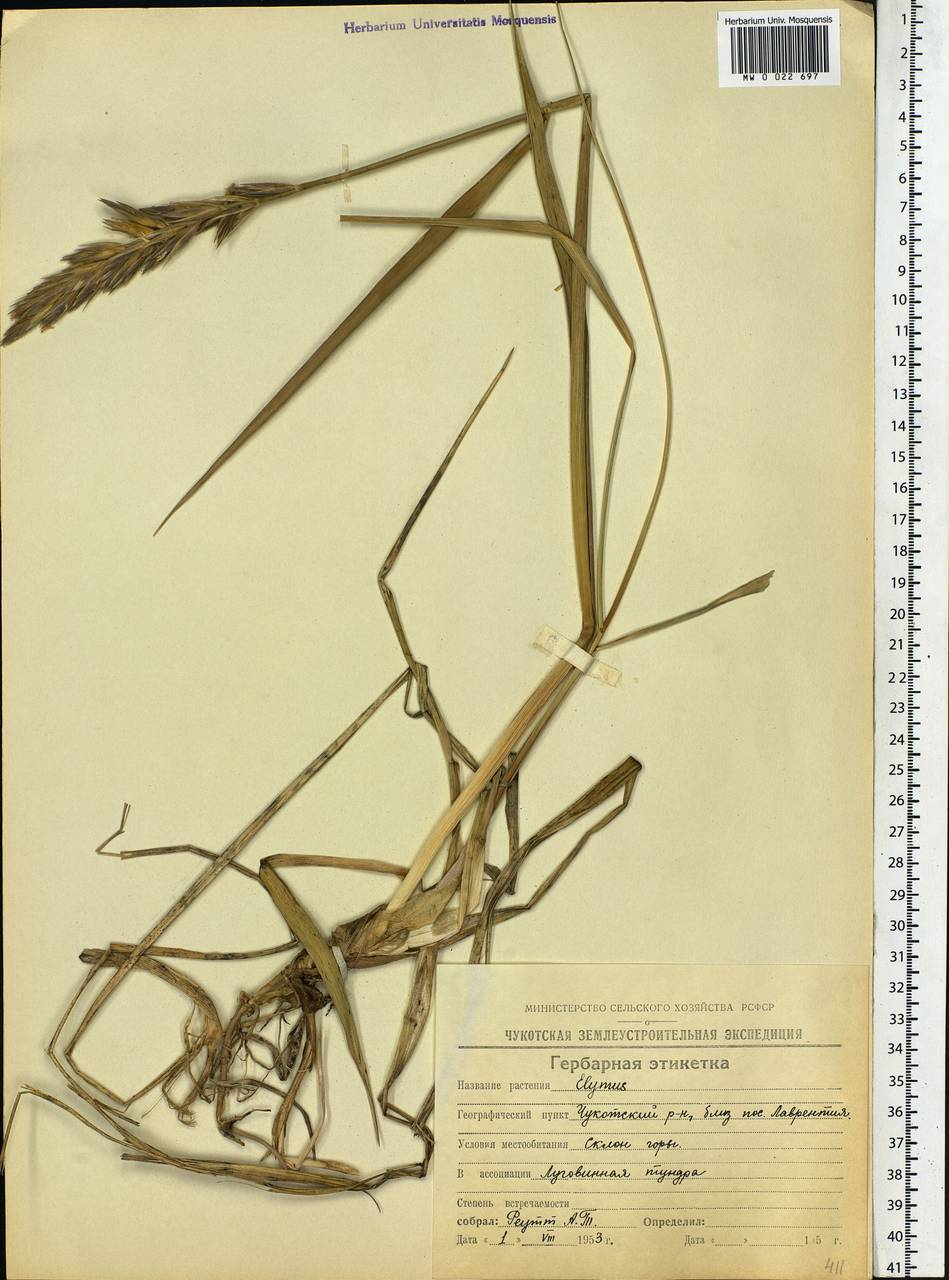 Leymus mollis (Trin.) Pilg., Siberia, Chukotka & Kamchatka (S7) (Russia)