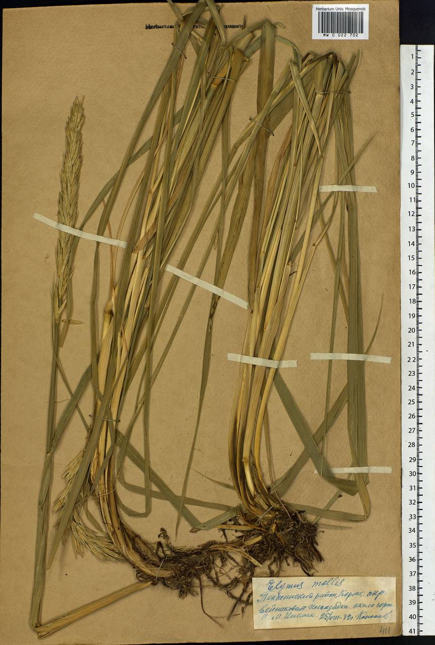 Leymus mollis (Trin.) Pilg., Siberia, Chukotka & Kamchatka (S7) (Russia)
