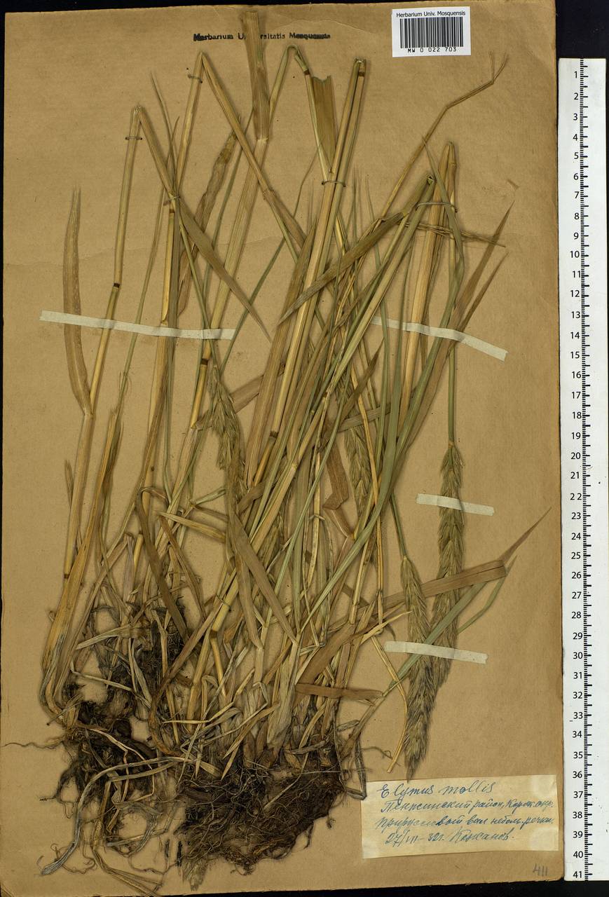 Leymus mollis (Trin.) Pilg., Siberia, Chukotka & Kamchatka (S7) (Russia)